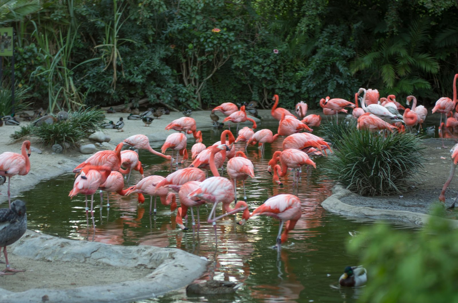 San Diego Zoo Part I 201